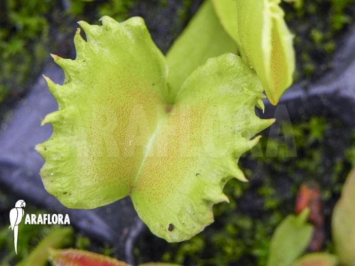 Dionaea muscipula ‚Werewolf‘