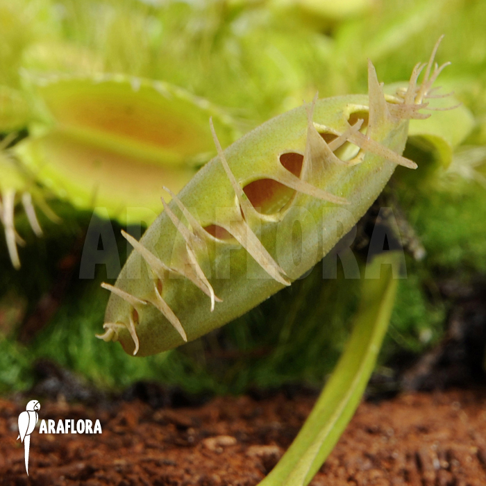 Dionaea muscipula ‚Fuzed tooth B‘