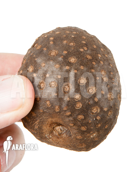 Dioscorea bulbifera ‚L‘