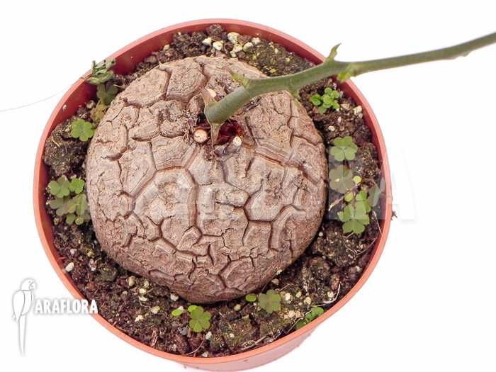 Dioscorea macrostachya ‚M‘