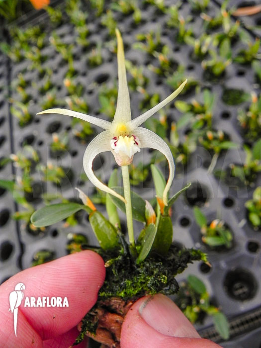 Diplocaulobium chrysotropis