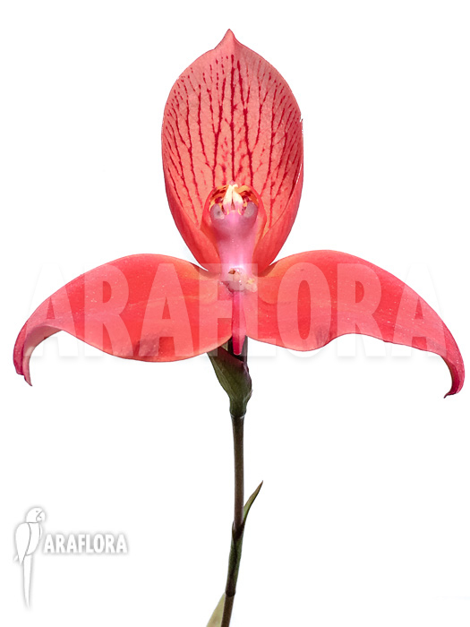 Disa uniflora