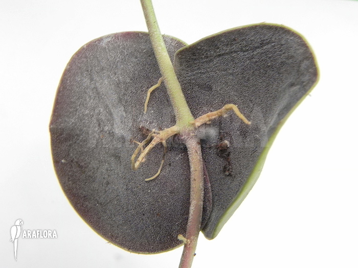 Dischidia imbricata