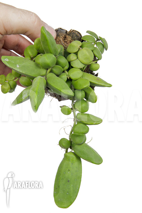 Dischidia major ‚L‘