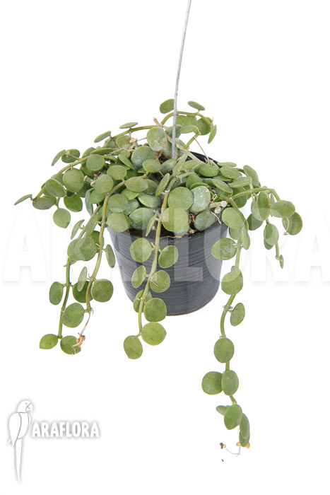 Dischidia nummularia ‚Button‘