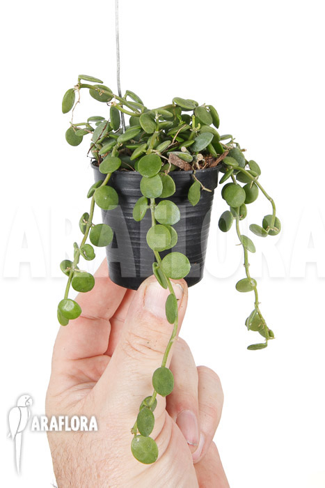 Dischidia nummularia ‚Button‘