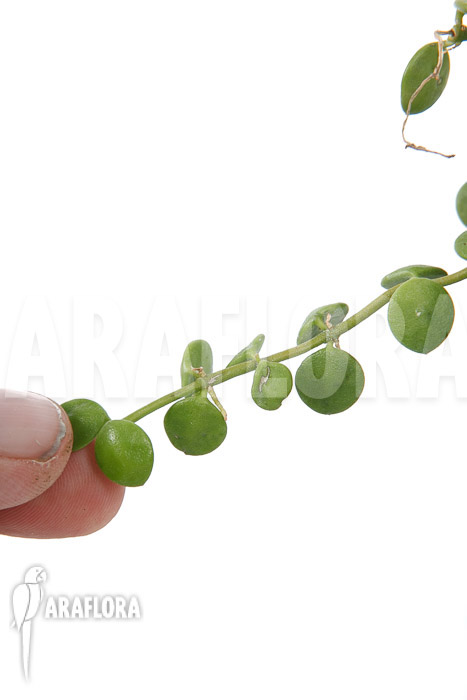 Dischidia nummularia ‚Button‘