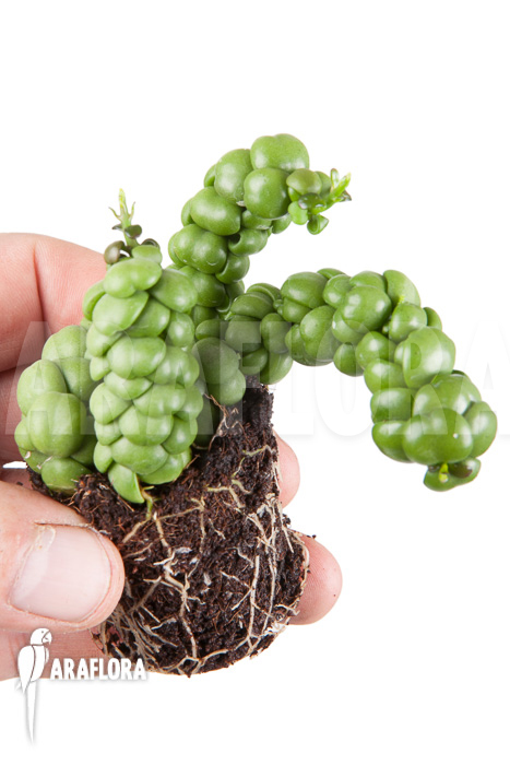 Dischidia nummularifolia “Dragon Jade” ‚Starter‘