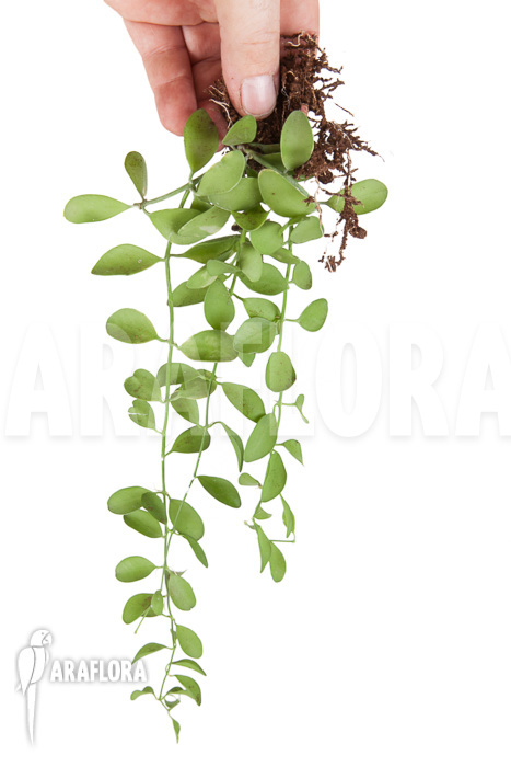 Dischidia oiantha ‚M‘