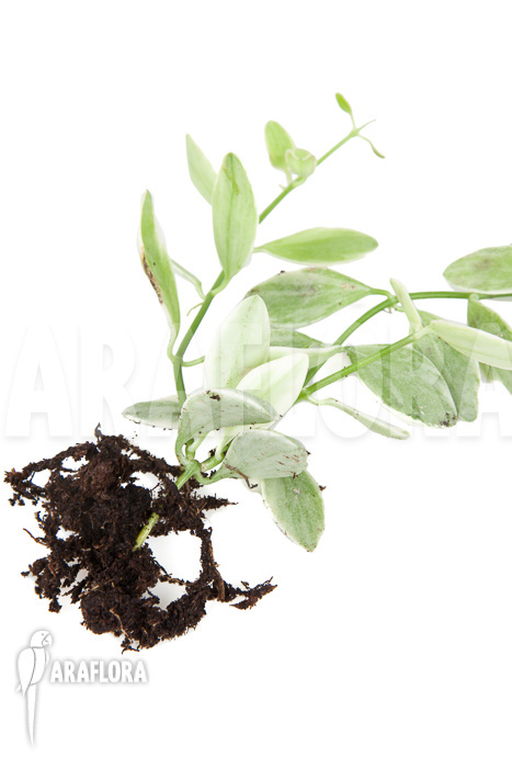 Dischidia oiantha Variegata ‚M‘