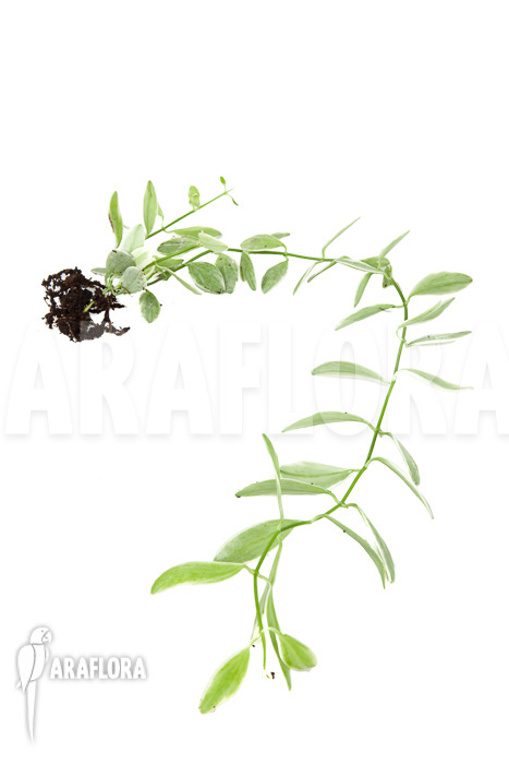 Dischidia oiantha Variegata ‚M‘