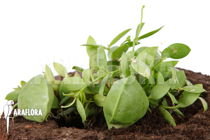 Dischidia pectinoides ‚Type B‘