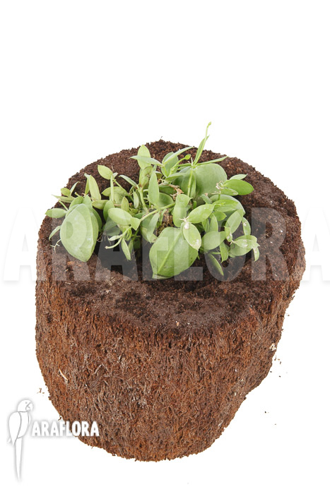 Dischidia pectinoides ‚Type B‘