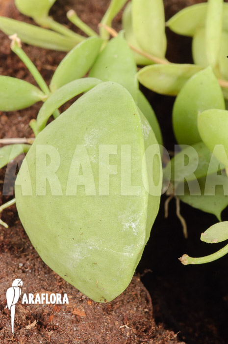 Dischidia pectinoides ‚Type B‘