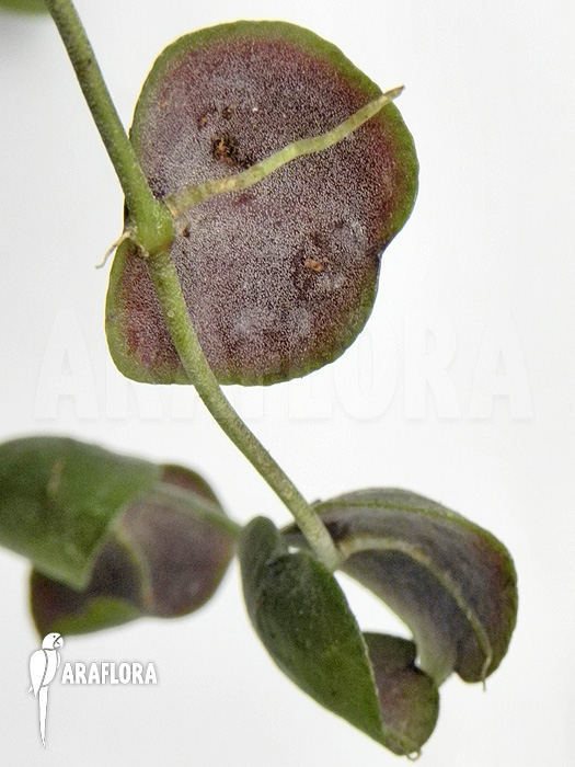 Dischidia platyphylla