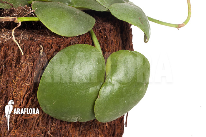 Dischidia platyphylla ‚XL‘