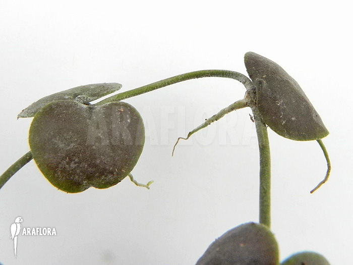 Dischidia platyphylla ‚Type A‘