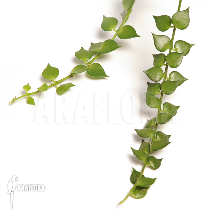 Dischidia ruscifolia