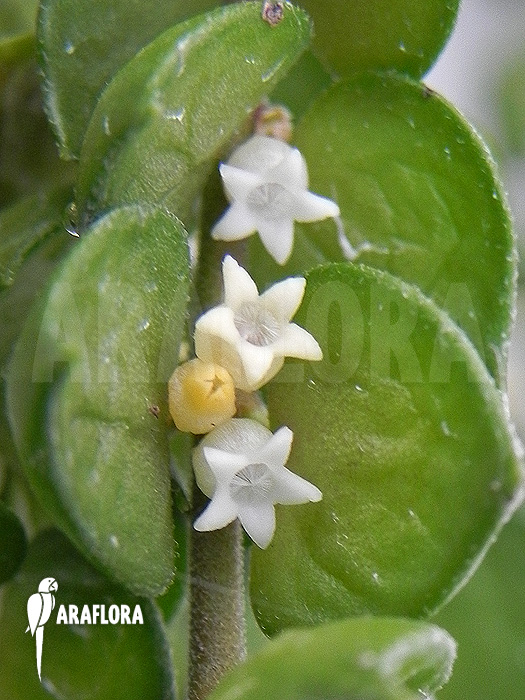 Dischidia ruscifolia