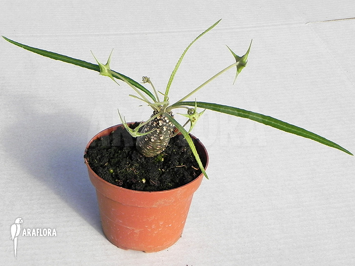 Dorstenia lancifolia