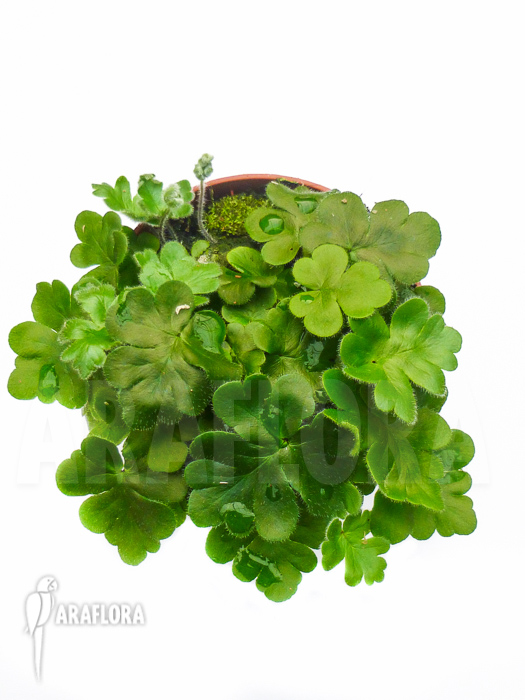 Doryopteris cordata ‚Antenna fern‘