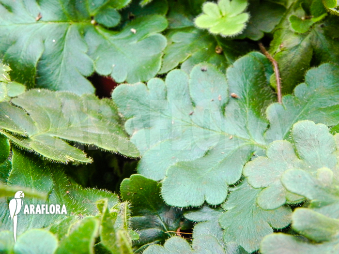 Doryopteris cordata ‚Antenna fern‘