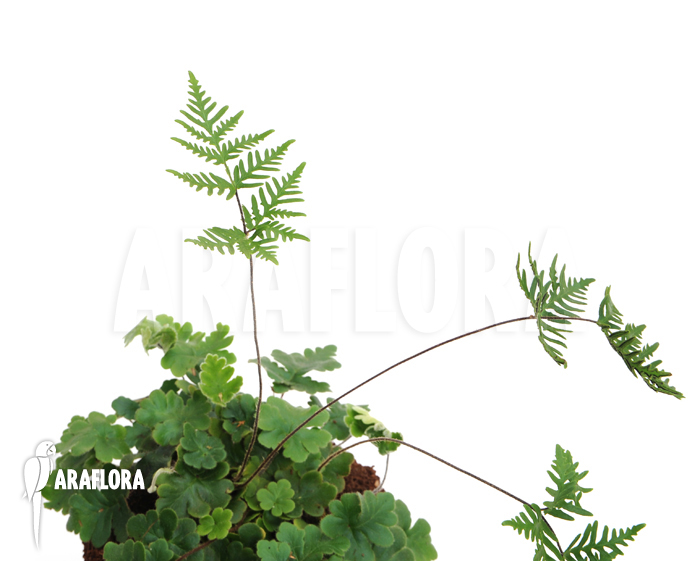 Doryopteris cordata ‚Antenna fern‘