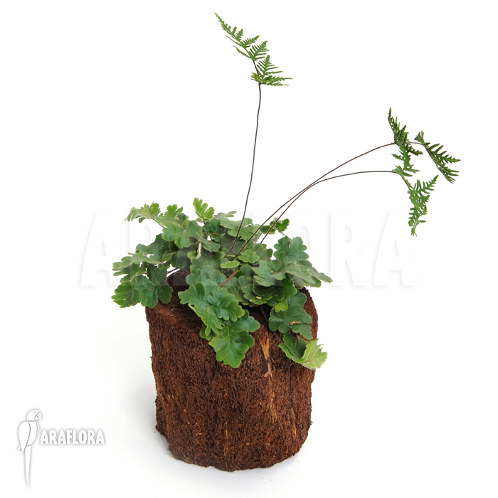 Doryopteris cordata ‚Antenna fern‘