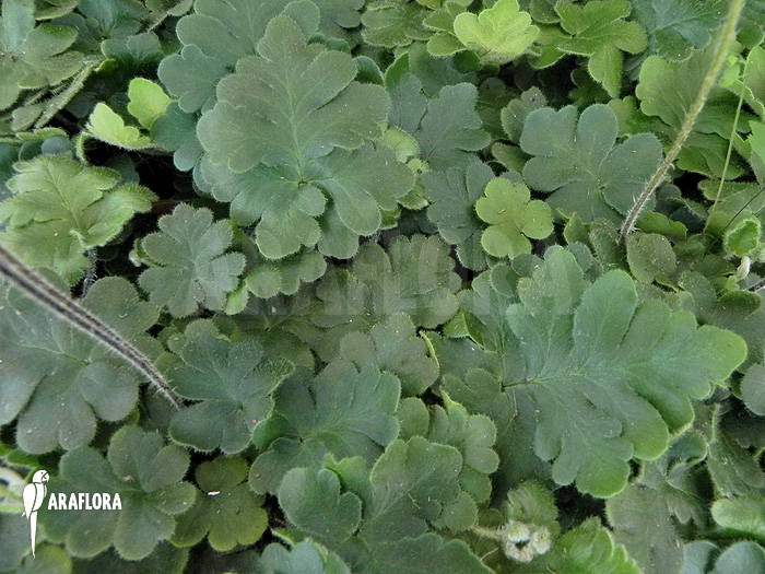 Doryopteris cordata ‚Antenna fern‘