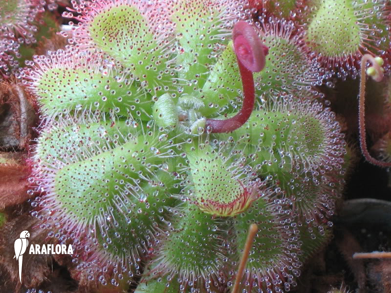 Drosera admirabilis