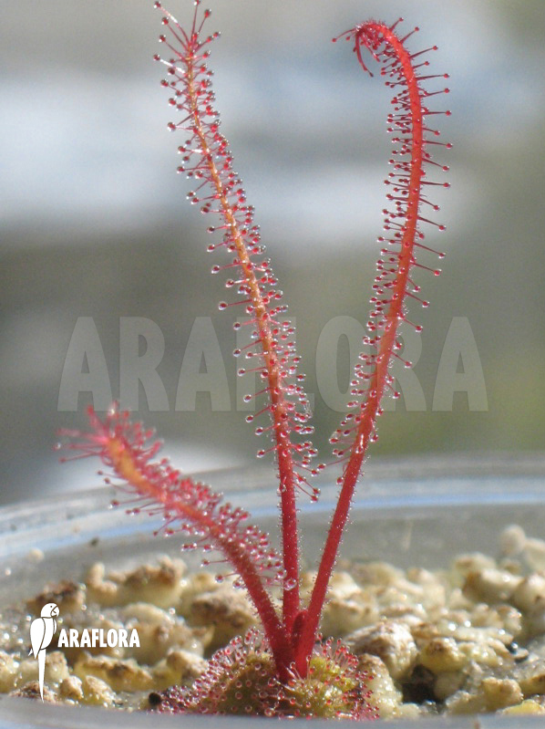 Drosera alba