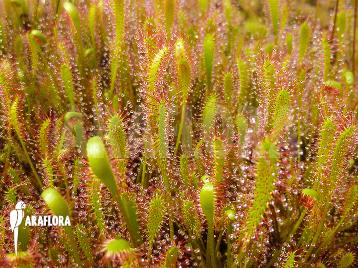 Drosera anglica
