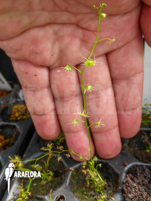 Drosera auriculata