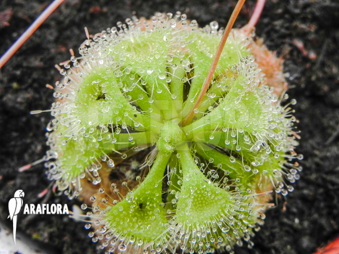 Drosera burmannii