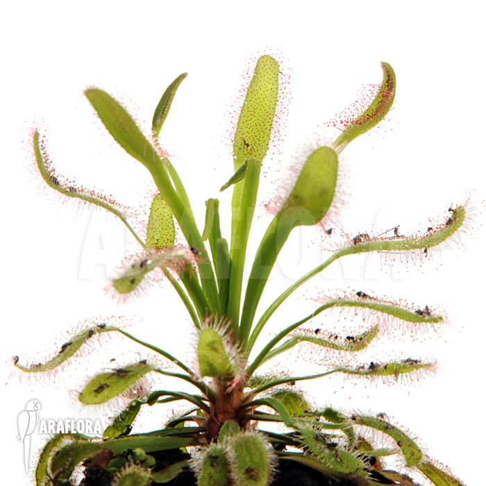 Drosera capensis ‚Wide leaf‘