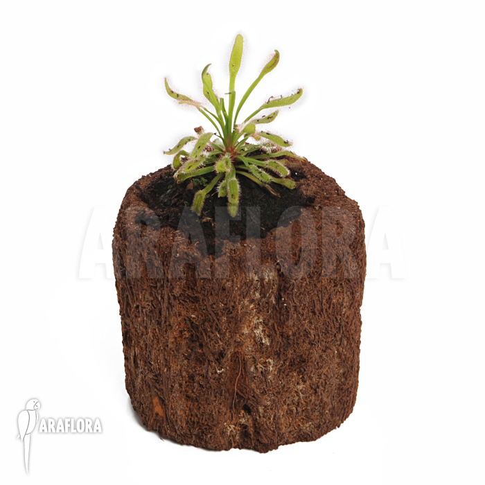 Drosera capensis ‚Wide leaf‘