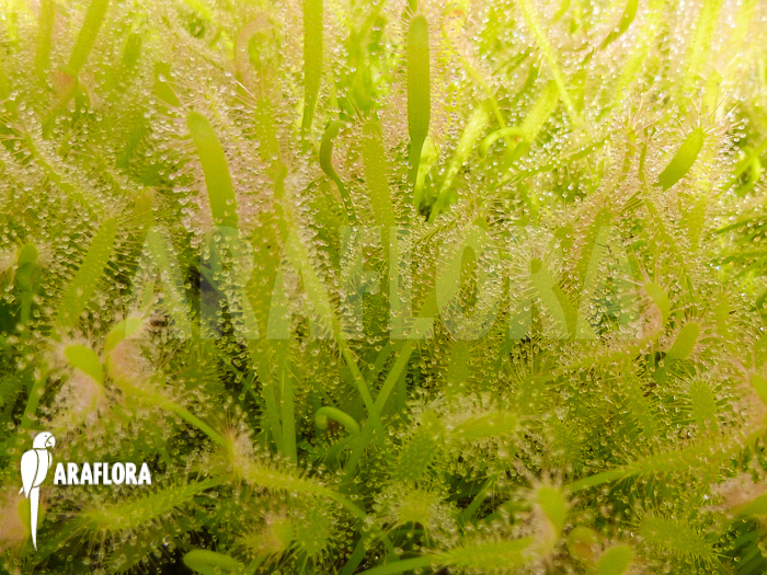 Drosera capensis ‚Alba field‘