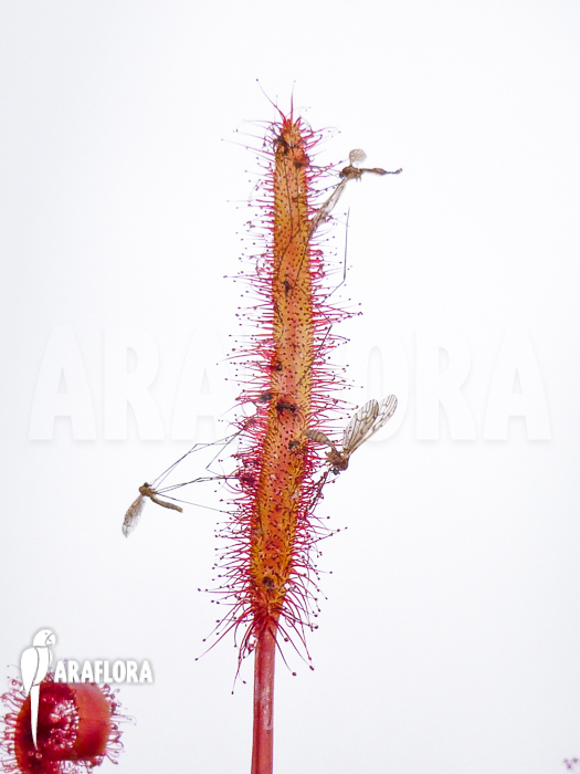 Drosera capensis ‚Red‘
