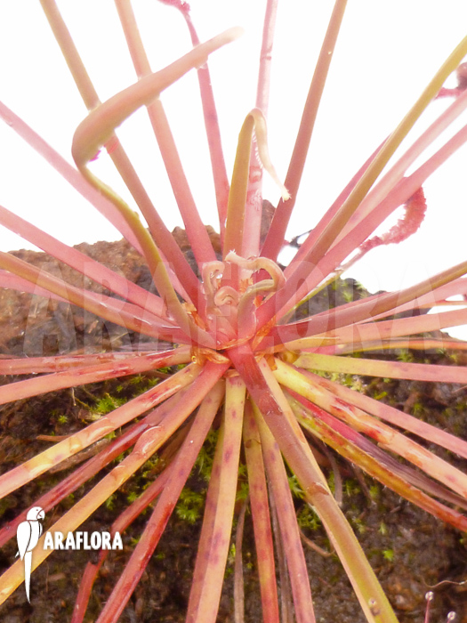 Drosera capensis ‚Red‘