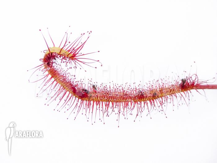 Drosera capensis ‚Red‘