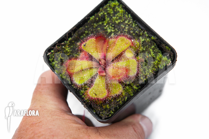 Drosera cuneifolia ‚S‘