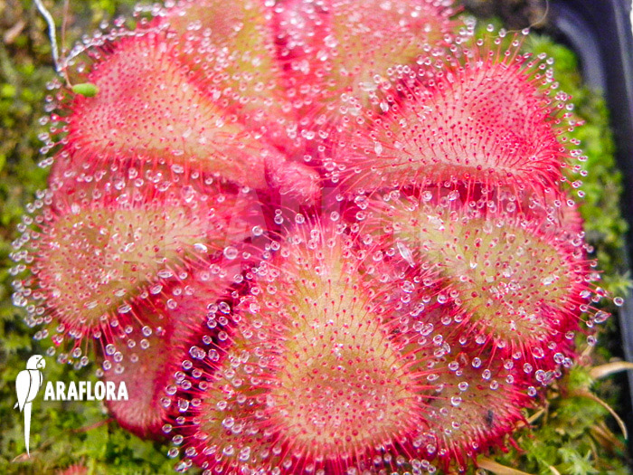 Drosera cuneifolia ‚S‘