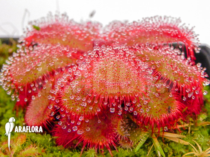 Drosera cuneifolia ‚S‘