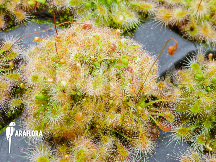 Drosera ericksoniae