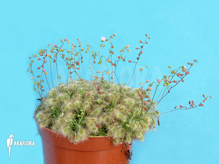 Drosera ericksoniae x ‚Pulchella‘