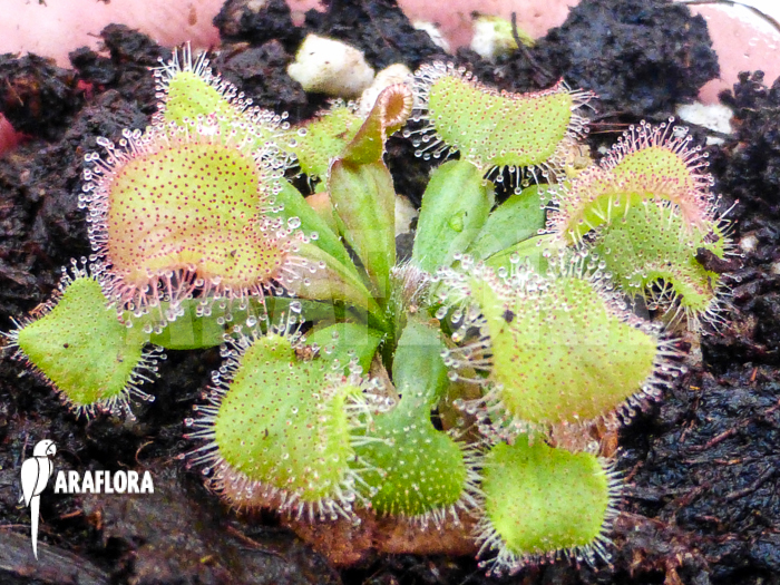 Drosera falconeri