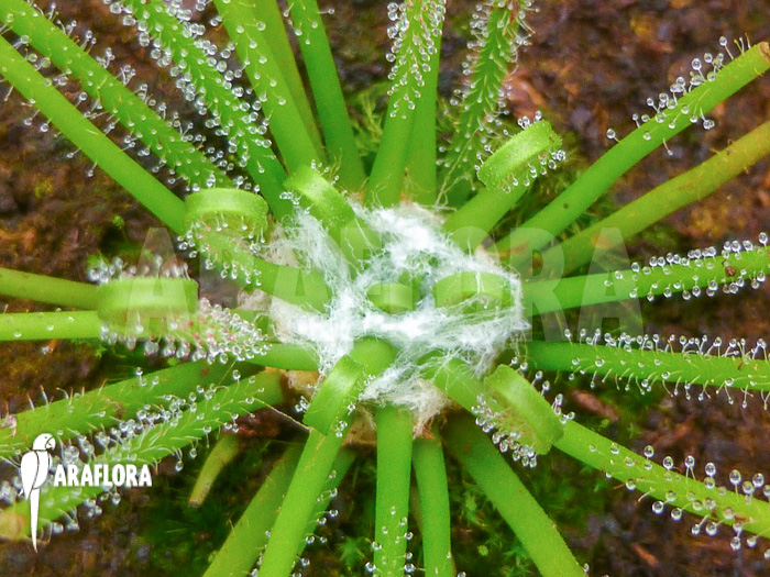 Drosera filiformis ssp filiformis