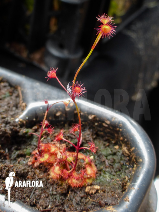 Drosera fimbriata