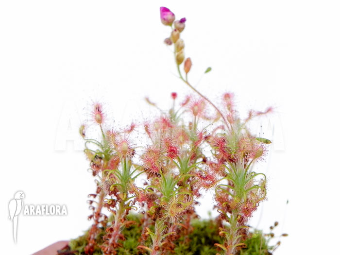 Drosera gibsonii