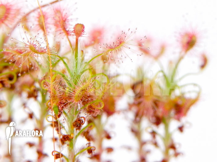 Drosera gibsonii